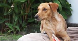 Abandoned Dog Survived In Sewers For Months Before Getting Second Chance