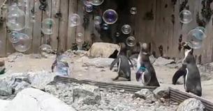 Penguins At Newquay Zoo Happily Chase Bubbles From Donated Bubble Machine While Zoo Remains Closed