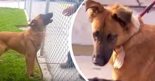 Une chienne au cœur brisé regarde son ancienne famille venir au refuge pour adopter un autre chien avant de trouver un nouveau foyer aimant