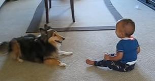 Lieve sheltie en baby zijn samen belachelijk schattig 