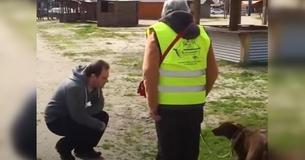 Hond die drie lange jaren vermist was heeft even wat tijd nodig en dan herkent ze haar baasje
