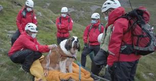 120-Pound Dog Rescued After She Collapses On Mountain Hiking Excursion