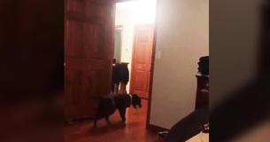Derpy Dog Will Enter The Room Solely Backwards