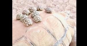 Baby Tortoises Go For A Ride On Their Mother's Back