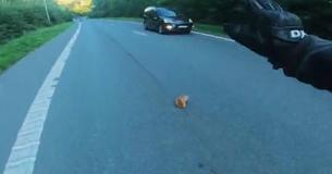 Heroic Biker Rescues Kitten From Road