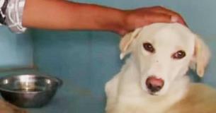 Clip Documents Eventful Rescue Of Dog Trapped In Deep Well Desperately Attempting To Stay Above Water