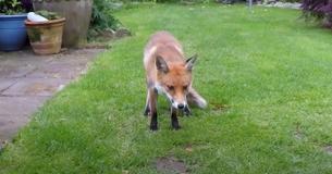 Un renard roux sauvage du voisinage attend patiemment que son humain préféré le nourrisse