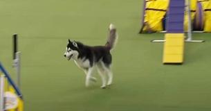 Un chien fait le malin dans une compétition de course à obstacles et fait craquer la foule !