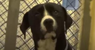 Shelter Dog Has Touching Realization As It's Apparent That He Is Heading Home