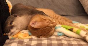 Otter And BFF Kitten Snuggle On Couch For Daily Naps And It’s Otterly Adorable