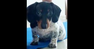 Mini Daschund With A Body Similar To A Cow's Gains Fans With His Unique Look