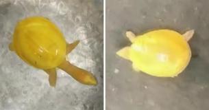 Farmer Stumbles Upon Peculiar Never-Before-Seen Yellow Turtle — It Has Scientists Scratching Heads