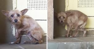 Good Samaritans Approach Terrified And Shaking Dog — His Rescue Is Warming Hearts