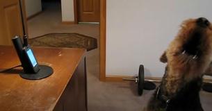 Un chien se languit de sa propriétaire et l'appel au travail et fait hurler de rire les spectateurs
