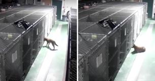 Une chienne sort d'un chenil pour réconforter des chiots en pleurs