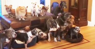 Couple Invests $55,000 In Turning House Into Haven For 20 Senior And Special-Needs Dogs