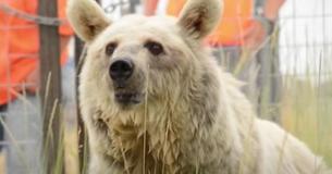 Lonely Bear Was Captured In Rusty Cage For 30 Years But Blossoms As She Is Freed