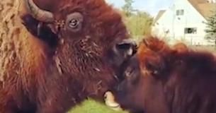 Meet Helen — A Blind Bison That Lived In Isolation Before She Met A Young Calf To Care For