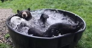 Bear’s Pool Jamboree For Himself Gives Massive Summer Vibe