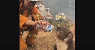 Furry Orphaned Koala Gets Comfort With Stuffed Animal Following Mom Passing
