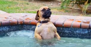 Dog Jumps Into Hot Tub And His Reaction Has Viewers In Stitches