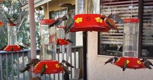 Group Of Lively Hummingbirds Feed At Same Time On Bird-Lover’s Porch