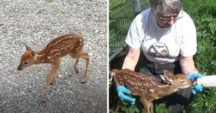 Tiny Newborn Deer Asks Humans To Rescue Her