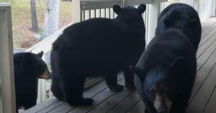 Bear Family Regularly Visits North Carolina Man Just To Say Hello