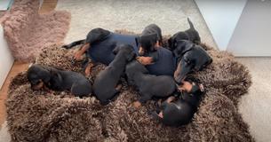 Dachshund Mom 'Loulou' Gives Birth To Six Pups — Internet Quickly Becomes Enraptured