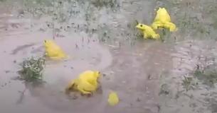 Bright Yellow Bullfrogs Emerge From Ground After Rainstorm