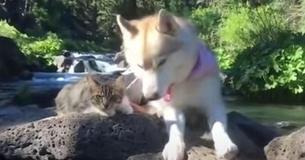 Three Huskies Become BFFs With Cat After Saving Its Life