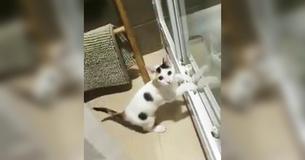 One Among These Cats Is Guilty Of Making Huge Mess