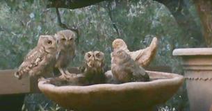 Adorable Family Of Screech Owls Enjoys Serene Moment In Backyard Birdbath