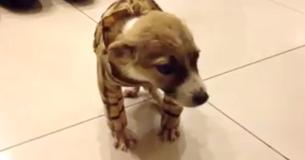 Pup die bijna aan het einde van haar leven was gekomen, wordt mee naar huis genomen om vreedzaam te sterven, maar ze doet moeder en dochters versteld staan