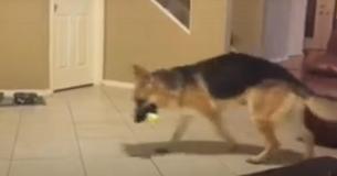 Gezin schrikt als hond op 7-jarig kind springt totdat ze doorhebben dat hij zichzelf opoffert