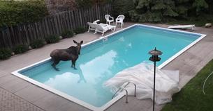 Family Woke Up To Find Moose In Backyard Swimming Pool