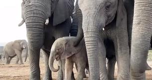 Darling Orphaned Baby Elephant Finds Security In New Herd