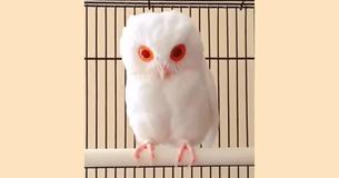 Albino Owl Has Been Discovered — He Has Magnificent Snow-White Feathers And Red Eyes