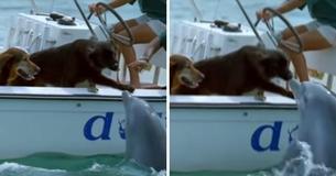 Wild Dolphin Swims Up To Boat To Give Dog Kiss And It Is Precious