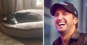 Luke Bryan Finds A Senior Dog Abandoned For Causing Allergies, Adopts Him Without Second-Guessing