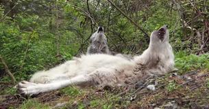 Pair Of Lazy Gray Wolves Howl As They're Lying On The Ground