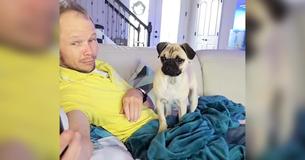 Pug Gets Jealous As Owner Watches Clips Of Other Dogs