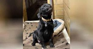 Ce chien affiche son adorable sourire aux visiteurs d'un refuge pour une chance de se faire adopter