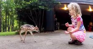 Un nouveau-né faon perdu  s'approche d'une petite fille - maintenant elle est surnommée la « chuchoteuse des cerfs »