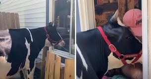 Impatient Cow Moos Loudly At Farmer's Window Each Day Until She Gets A Hug