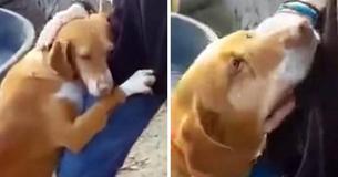 Un chien de rue serre fermement un journaliste et lui demande de le ramener à la maison dès qu'il le voit
