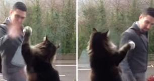 Adorable Cat Waves Hello To Her Favorite Human Out The Window As He Returns From Work
