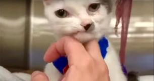 Adorable Kitten With Precious Face And Strong Spirit Has His Life Turned Around