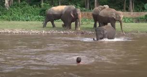 Baby Elephant Hurries To Rescue Her Favorite Human She Thought Was Drowning In River