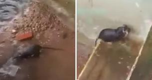 Determined Rat Mother Scurries In And Out Of Dirt Hole To Save Babies From Drowning